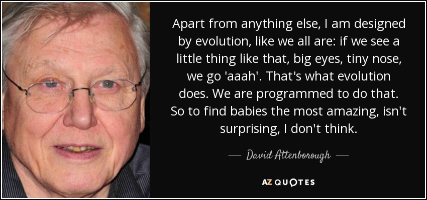 Apart from anything else, I am designed by evolution, like we all are: if we see a little thing like that, big eyes, tiny nose, we go 'aaah'. That's what evolution does. We are programmed to do that. So to find babies the most amazing, isn't surprising, I don't think. - David Attenborough