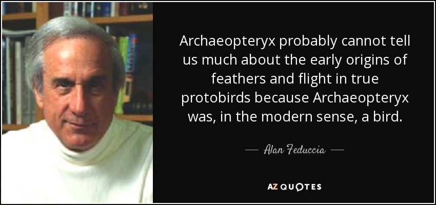 Archaeopteryx probably cannot tell us much about the early origins of feathers and flight in true protobirds because Archaeopteryx was, in the modern sense, a bird. - Alan Feduccia