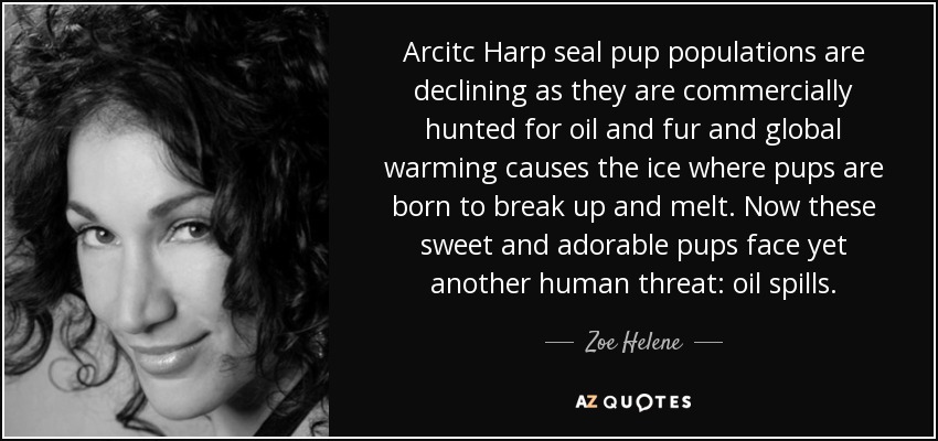 Arcitc Harp seal pup populations are declining as they are commercially hunted for oil and fur and global warming causes the ice where pups are born to break up and melt. Now these sweet and adorable pups face yet another human threat: oil spills. - Zoe Helene