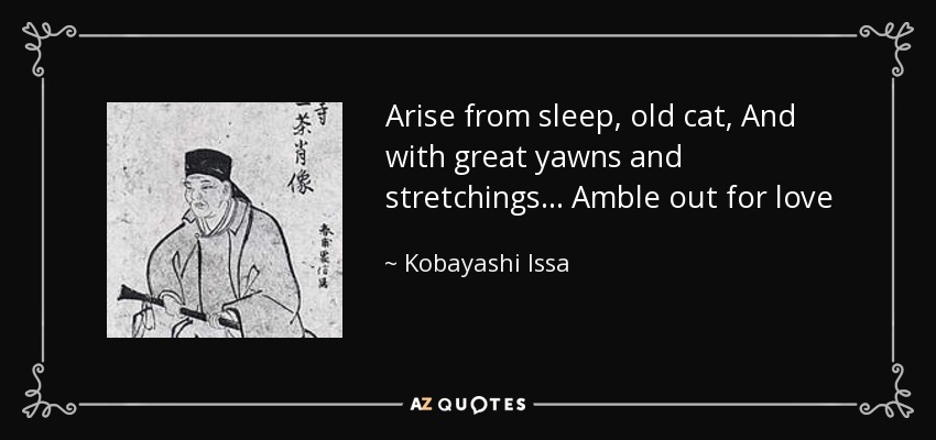 Arise from sleep, old cat, And with great yawns and stretchings... Amble out for love - Kobayashi Issa