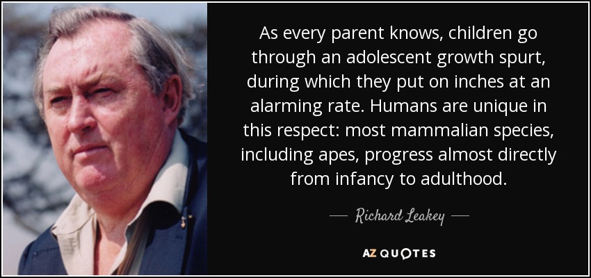 As every parent knows, children go through an adolescent growth spurt, during which they put on inches at an alarming rate. Humans are unique in this respect: most mammalian species, including apes, progress almost directly from infancy to adulthood. - Richard Leakey