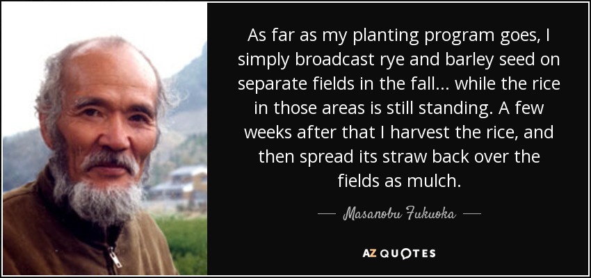 As far as my planting program goes, I simply broadcast rye and barley seed on separate fields in the fall . . . while the rice in those areas is still standing. A few weeks after that I harvest the rice, and then spread its straw back over the fields as mulch. - Masanobu Fukuoka