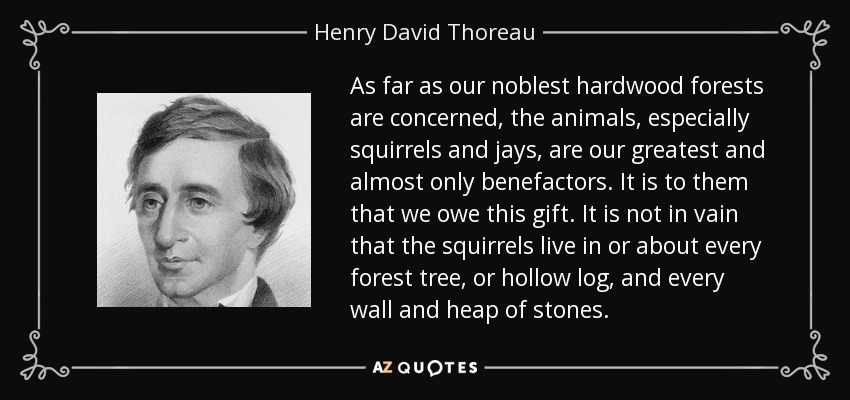 As far as our noblest hardwood forests are concerned, the animals, especially squirrels and jays, are our greatest and almost only benefactors. It is to them that we owe this gift. It is not in vain that the squirrels live in or about every forest tree, or hollow log, and every wall and heap of stones. - Henry David Thoreau