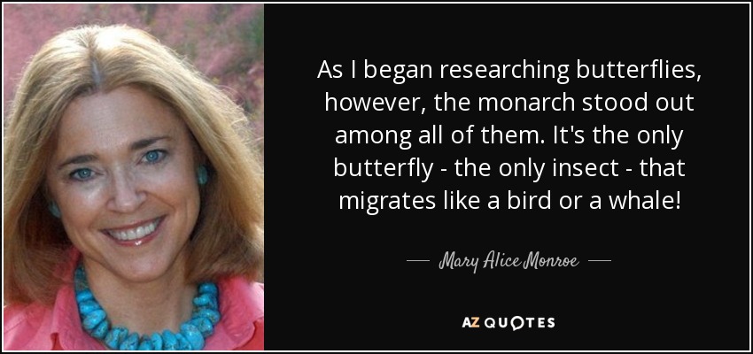As I began researching butterflies, however, the monarch stood out among all of them. It's the only butterfly - the only insect - that migrates like a bird or a whale! - Mary Alice Monroe