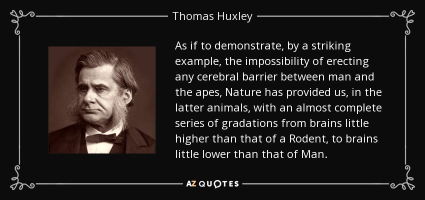 As if to demonstrate, by a striking example, the impossibility of erecting any cerebral barrier between man and the apes, Nature has provided us, in the latter animals, with an almost complete series of gradations from brains little higher than that of a Rodent, to brains little lower than that of Man. - Thomas Huxley