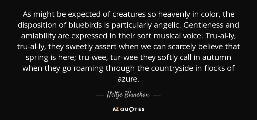 As might be expected of creatures so heavenly in color, the disposition of bluebirds is particularly angelic. Gentleness and amiability are expressed in their soft musical voice. Tru-al-ly, tru-al-ly, they sweetly assert when we can scarcely believe that spring is here; tru-wee, tur-wee they softly call in autumn when they go roaming through the countryside in flocks of azure. - Neltje Blanchan