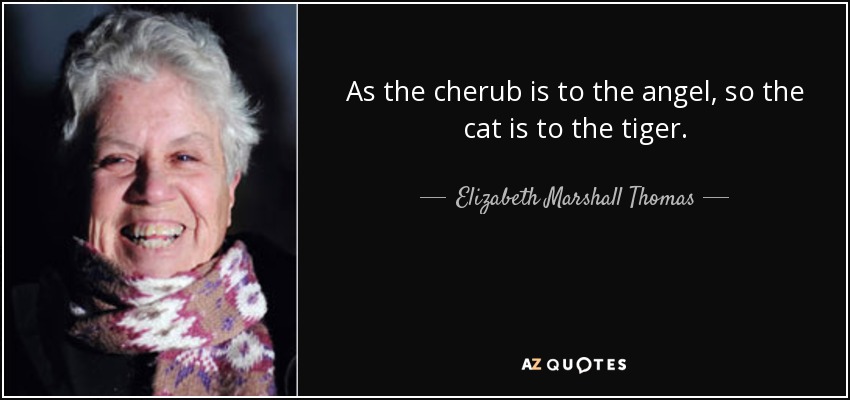 As the cherub is to the angel, so the cat is to the tiger. - Elizabeth Marshall Thomas