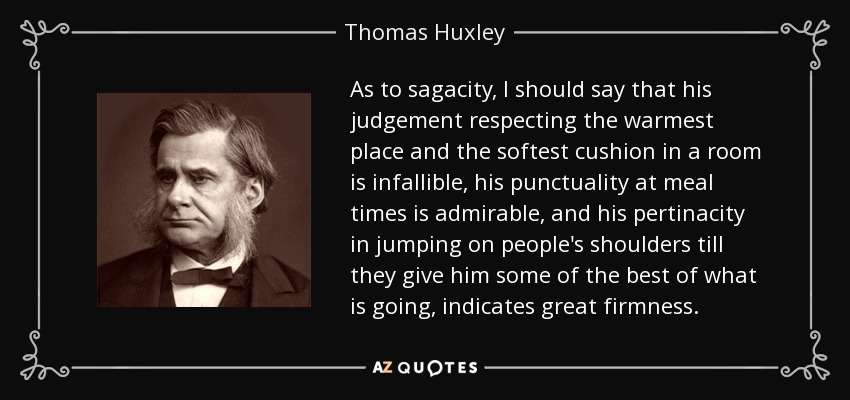 As to sagacity, I should say that his judgement respecting the warmest place and the softest cushion in a room is infallible, his punctuality at meal times is admirable, and his pertinacity in jumping on people's shoulders till they give him some of the best of what is going, indicates great firmness. - Thomas Huxley