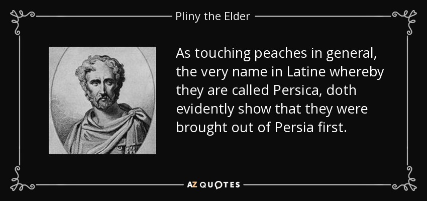 As touching peaches in general, the very name in Latine whereby they are called Persica, doth evidently show that they were brought out of Persia first. - Pliny the Elder