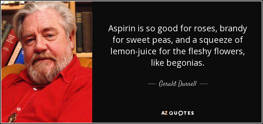 Aspirin is so good for roses, brandy for sweet peas, and a squeeze of lemon-juice for the fleshy flowers, like begonias. - Gerald Durrell