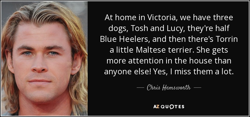 At home in Victoria, we have three dogs, Tosh and Lucy, they're half Blue Heelers, and then there's Torrin a little Maltese terrier. She gets more attention in the house than anyone else! Yes, I miss them a lot. - Chris Hemsworth