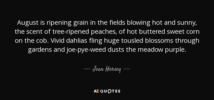 August is ripening grain in the fields blowing hot and sunny, the scent of tree-ripened peaches, of hot buttered sweet corn on the cob. Vivid dahlias fling huge tousled blossoms through gardens and joe-pye-weed dusts the meadow purple. - Jean Hersey