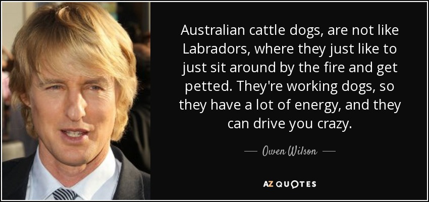 Australian cattle dogs, are not like Labradors, where they just like to just sit around by the fire and get petted. They're working dogs, so they have a lot of energy, and they can drive you crazy. - Owen Wilson