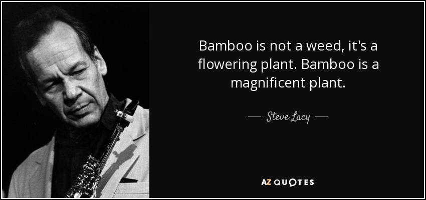 Bamboo is not a weed, it's a flowering plant. Bamboo is a magnificent plant. - Steve Lacy