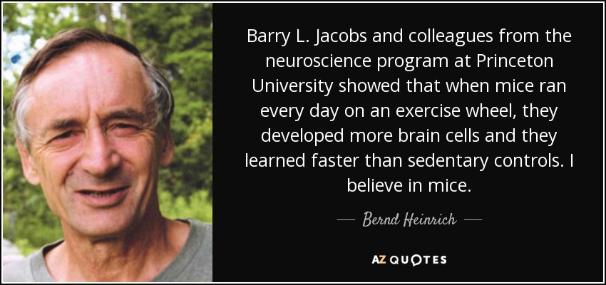 Barry L. Jacobs and colleagues from the neuroscience program at Princeton University showed that when mice ran every day on an exercise wheel, they developed more brain cells and they learned faster than sedentary controls. I believe in mice. - Bernd Heinrich