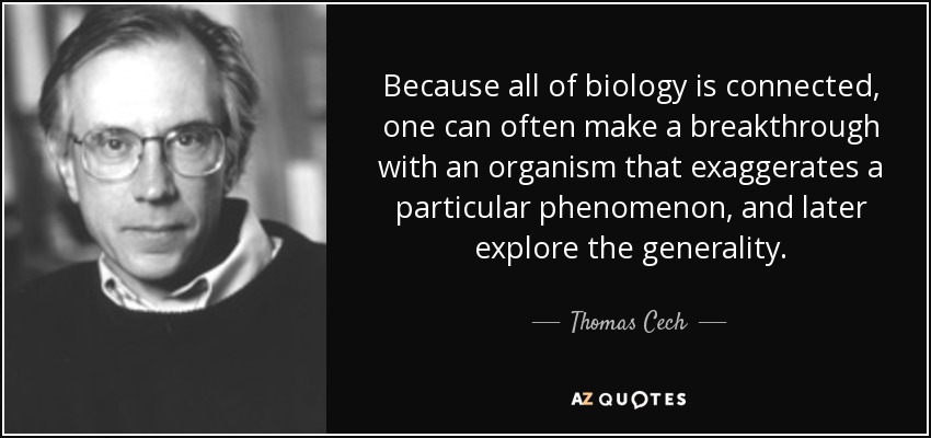 Because all of biology is connected, one can often make a breakthrough with an organism that exaggerates a particular phenomenon, and later explore the generality. - Thomas Cech