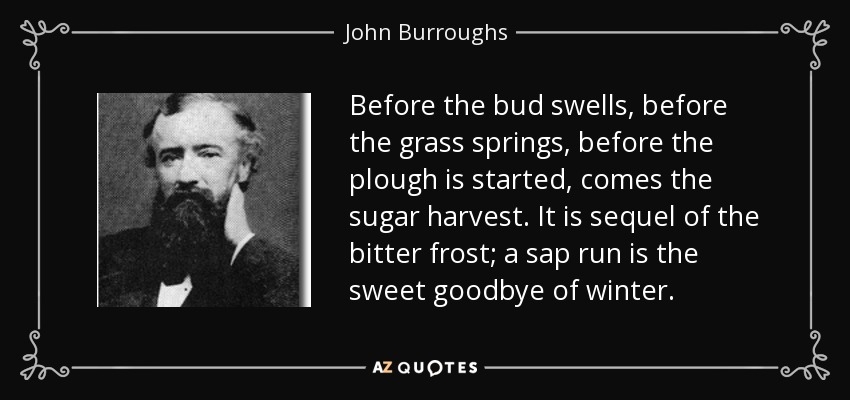 Before the bud swells, before the grass springs, before the plough is started, comes the sugar harvest. It is sequel of the bitter frost; a sap run is the sweet goodbye of winter. - John Burroughs
