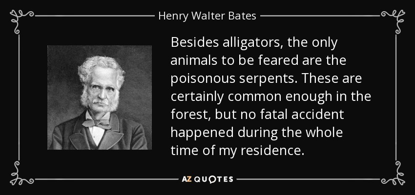 Besides alligators, the only animals to be feared are the poisonous serpents. These are certainly common enough in the forest, but no fatal accident happened during the whole time of my residence. - Henry Walter Bates