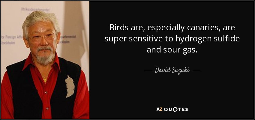Birds are, especially canaries, are super sensitive to hydrogen sulfide and sour gas. - David Suzuki