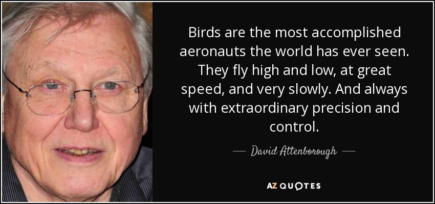 Birds are the most accomplished aeronauts the world has ever seen. They fly high and low, at great speed, and very slowly. And always with extraordinary precision and control. - David Attenborough