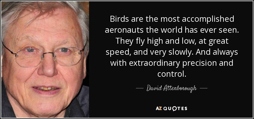 Birds are the most accomplished aeronauts the world has ever seen. They fly high and low, at great speed, and very slowly. And always with extraordinary precision and control. - David Attenborough