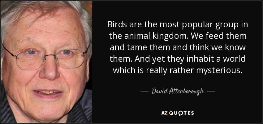 Birds are the most popular group in the animal kingdom. We feed them and tame them and think we know them. And yet they inhabit a world which is really rather mysterious. - David Attenborough