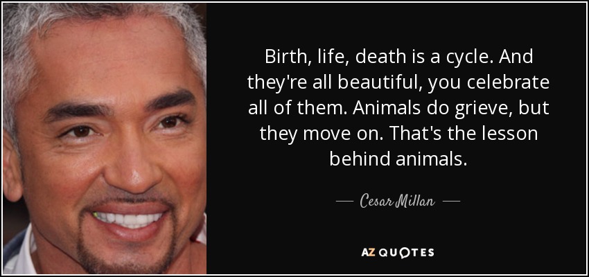 Birth, life, death is a cycle. And they're all beautiful, you celebrate all of them. Animals do grieve, but they move on. That's the lesson behind animals. - Cesar Millan
