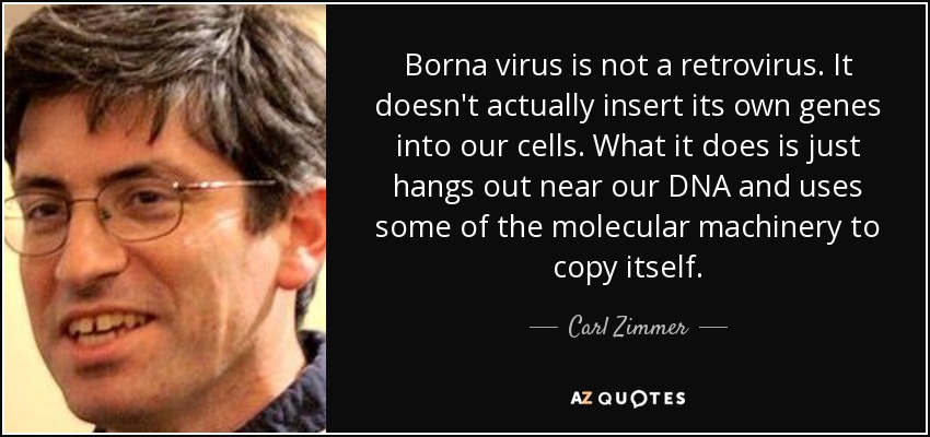 Borna virus is not a retrovirus. It doesn't actually insert its own genes into our cells. What it does is just hangs out near our DNA and uses some of the molecular machinery to copy itself. - Carl Zimmer