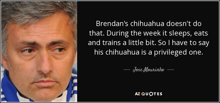 Brendan's chihuahua doesn't do that. During the week it sleeps, eats and trains a little bit. So I have to say his chihuahua is a privileged one. - Jose Mourinho