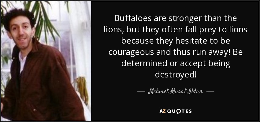 Buffaloes are stronger than the lions, but they often fall prey to lions because they hesitate to be courageous and thus run away! Be determined or accept being destroyed! - Mehmet Murat Ildan
