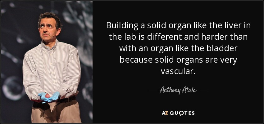 Building a solid organ like the liver in the lab is different and harder than with an organ like the bladder because solid organs are very vascular. - Anthony Atala