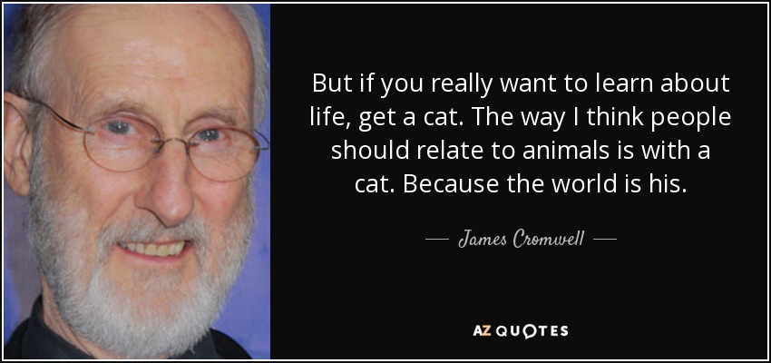 But if you really want to learn about life, get a cat. The way I think people should relate to animals is with a cat. Because the world is his. - James Cromwell