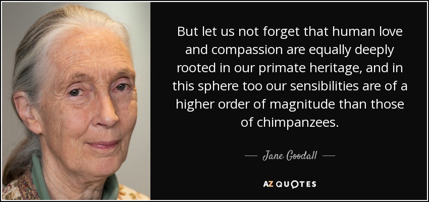 But let us not forget that human love and compassion are equally deeply rooted in our primate heritage, and in this sphere too our sensibilities are of a higher order of magnitude than those of chimpanzees. - Jane Goodall
