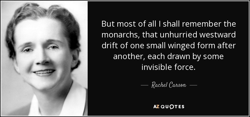 But most of all I shall remember the monarchs, that unhurried westward drift of one small winged form after another, each drawn by some invisible force. - Rachel Carson