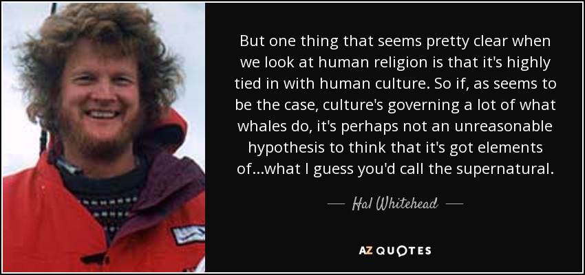 But one thing that seems pretty clear when we look at human religion is that it's highly tied in with human culture. So if, as seems to be the case, culture's governing a lot of what whales do, it's perhaps not an unreasonable hypothesis to think that it's got elements of...what I guess you'd call the supernatural. - Hal Whitehead