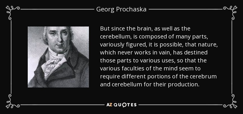 But since the brain, as well as the cerebellum, is composed of many parts, variously figured, it is possible, that nature, which never works in vain, has destined those parts to various uses, so that the various faculties of the mind seem to require different portions of the cerebrum and cerebellum for their production. - Georg Prochaska
