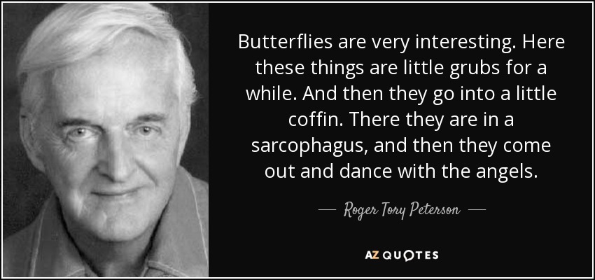 Butterflies are very interesting. Here these things are little grubs for a while. And then they go into a little coffin. There they are in a sarcophagus, and then they come out and dance with the angels. - Roger Tory Peterson