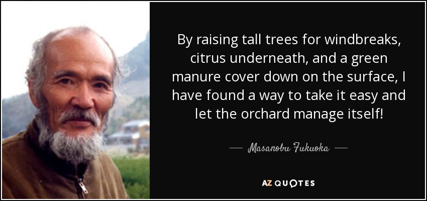 By raising tall trees for windbreaks, citrus underneath, and a green manure cover down on the surface, I have found a way to take it easy and let the orchard manage itself! - Masanobu Fukuoka