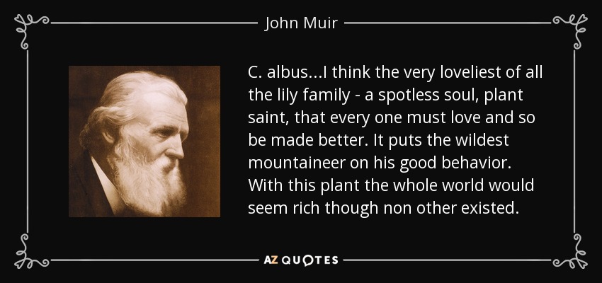 C. albus...I think the very loveliest of all the lily family - a spotless soul, plant saint, that every one must love and so be made better. It puts the wildest mountaineer on his good behavior. With this plant the whole world would seem rich though non other existed. - John Muir
