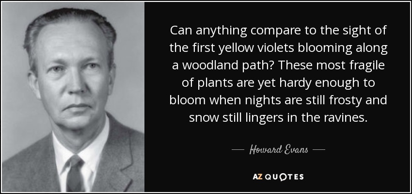 Can anything compare to the sight of the first yellow violets blooming along a woodland path? These most fragile of plants are yet hardy enough to bloom when nights are still frosty and snow still lingers in the ravines. - Howard Evans