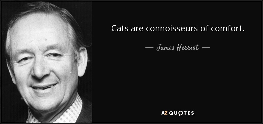 Cats are connoisseurs of comfort. - James Herriot