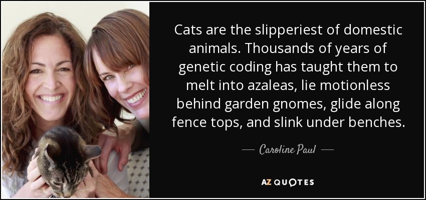 Cats are the slipperiest of domestic animals. Thousands of years of genetic coding has taught them to melt into azaleas, lie motionless behind garden gnomes, glide along fence tops, and slink under benches. - Caroline Paul