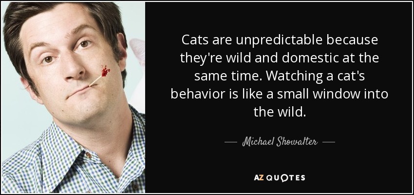 Cats are unpredictable because they're wild and domestic at the same time. Watching a cat's behavior is like a small window into the wild. - Michael Showalter