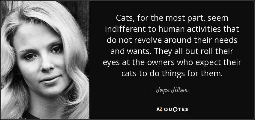 Cats, for the most part, seem indifferent to human activities that do not revolve around their needs and wants. They all but roll their eyes at the owners who expect their cats to do things for them. - Joyce Jillson