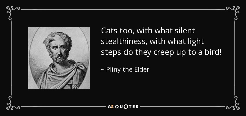 Cats too, with what silent stealthiness, with what light steps do they creep up to a bird! - Pliny the Elder