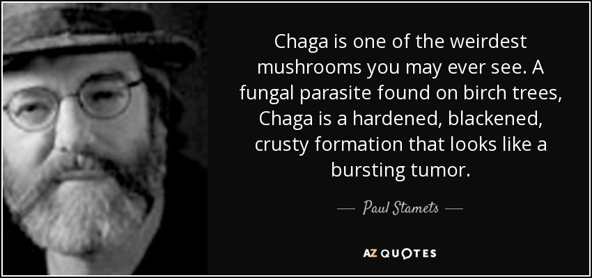 Chaga is one of the weirdest mushrooms you may ever see. A fungal parasite found on birch trees, Chaga is a hardened, blackened, crusty formation that looks like a bursting tumor. - Paul Stamets