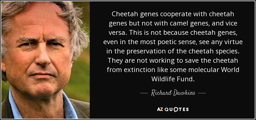 Cheetah genes cooperate with cheetah genes but not with camel genes, and vice versa. This is not because cheetah genes, even in the most poetic sense, see any virtue in the preservation of the cheetah species. They are not working to save the cheetah from extinction like some molecular World Wildlife Fund. - Richard Dawkins