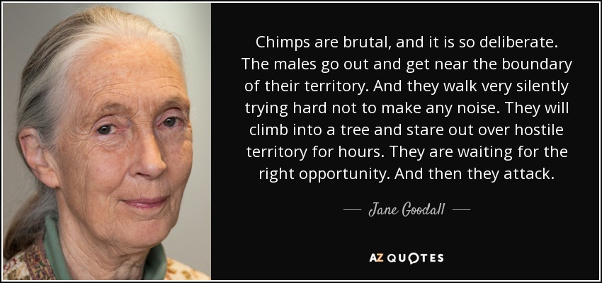 Chimps are brutal, and it is so deliberate. The males go out and get near the boundary of their territory. And they walk very silently trying hard not to make any noise. They will climb into a tree and stare out over hostile territory for hours. They are waiting for the right opportunity. And then they attack. - Jane Goodall