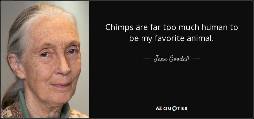 Chimps are far too much human to be my favorite animal. - Jane Goodall