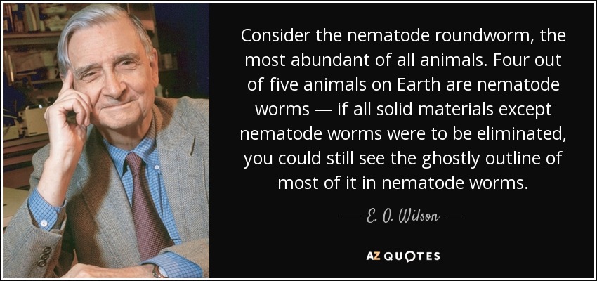 Consider the nematode roundworm, the most abundant of all animals. Four out of five animals on Earth are nematode worms — if all solid materials except nematode worms were to be eliminated, you could still see the ghostly outline of most of it in nematode worms. - E. O. Wilson